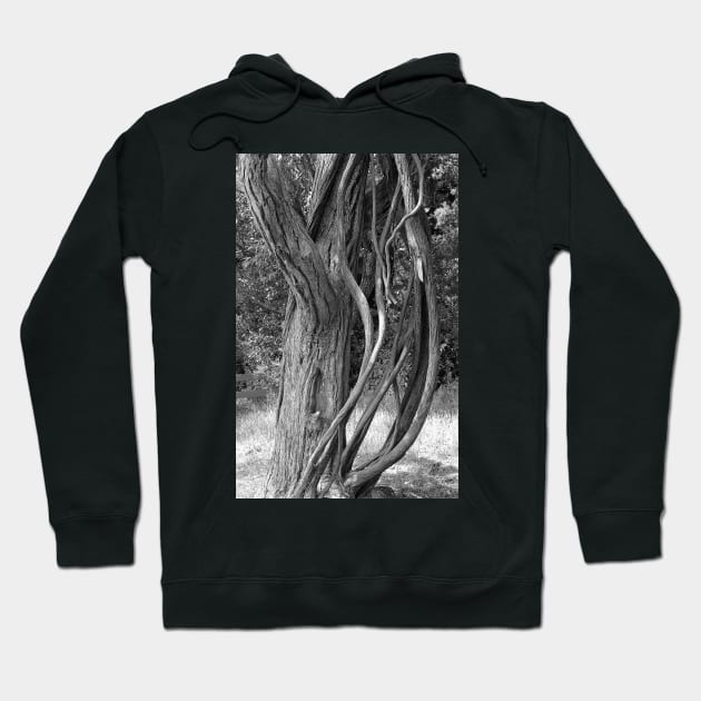 Road to Hana Flora Study 5 Hoodie by bobmeyers